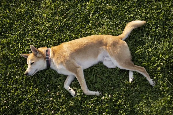 Dog with weak legs laying down on the grass