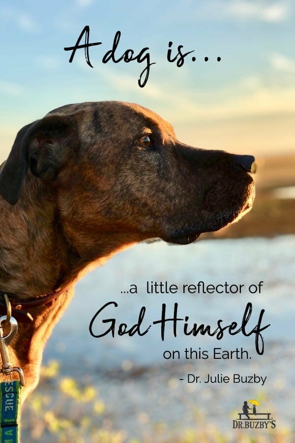 dog looking at sunset and quote by Dr. Julie Buzby that says "A dog is a little reflector of God Himself on Earth. 