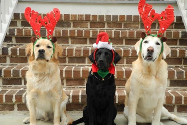 three dogs with reindeer antlers, photo