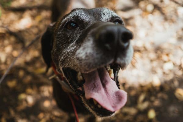 senior black lab dog with grey around eyes and muzzle, photo