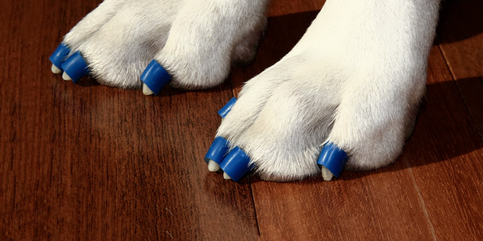 How to Relieve Arthritis Pain in Dogs The Ultimate Guide Dr. Buzby's