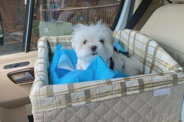 white dog sitting in a basket-style carseat