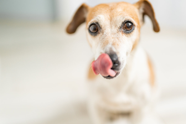 Terrier licking his nose waiting for a treat