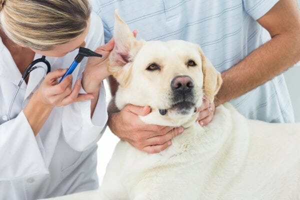 Veterinarian examining the ear of a yellow lab, photo