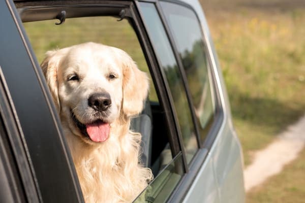 Golden Retriever in the backseat of a car with the window down, photo