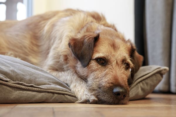 Older terrier dog lying on dog bed on the floor, photo