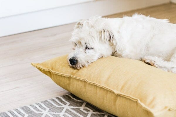 White dog sleeping on yellow pillow, photo