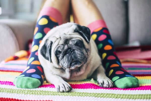 These Socks May Be The Answer To Your Senior Dog's Mobility
