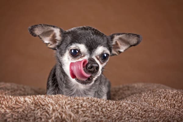 Chihuahua on bed licking lips, photo