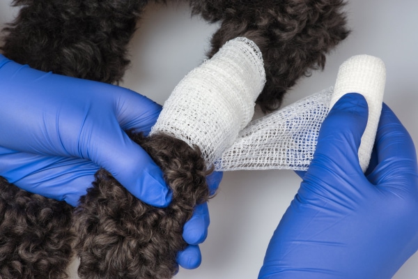 Veterinarian's hands demonstrating how to wrap a dog's paw using gauze, photo