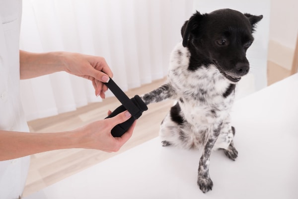 Terrier Mix having his paw wrapped, photo