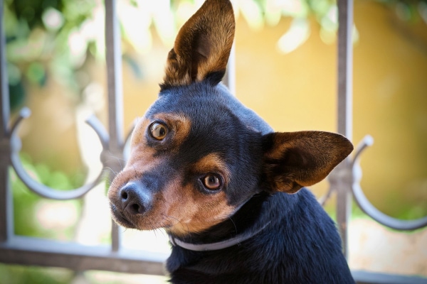 Terrier mix with his head cocked looking forward, photo