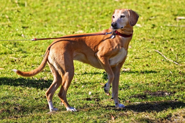 Hound mix on a leash in the yard lifting up a front paw, photo