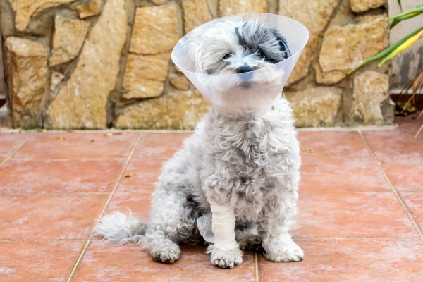 Poodle mix sitting on the patio wearing an e-collar, photo