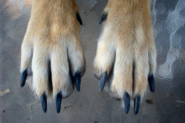 Front feet of a dog with very long toenails, photo
