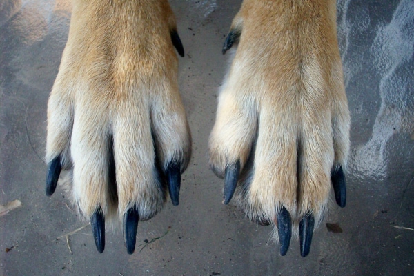 How to Wrap a Dog's Paw: A Veterinarian Shares How - Dr. Buzby's ToeGrips  for Dogs