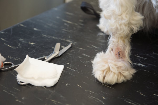 Foot bandage shop for dogs