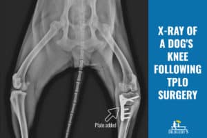 acl torn tplo toegrips xray