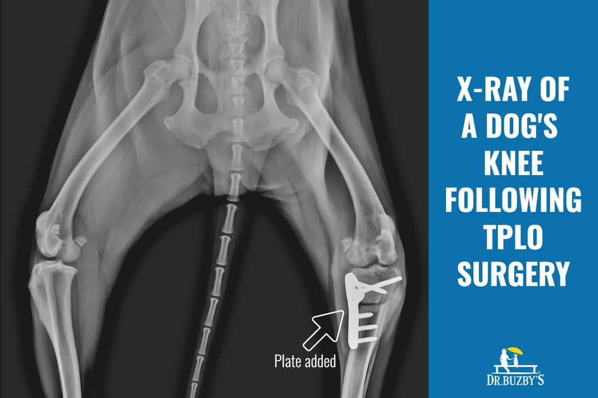 X-ray of a dog's knee following tplo surgery for a torn acl in dogs