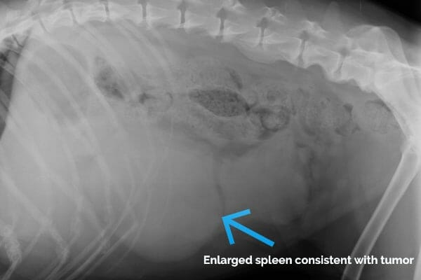 xray of a dog with an arrow pointing to an enlarged spleen
