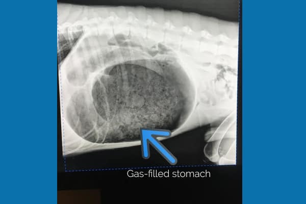 X-ray showing dog bloat with arrow pointing to the gas-filled stomach. Radiograph