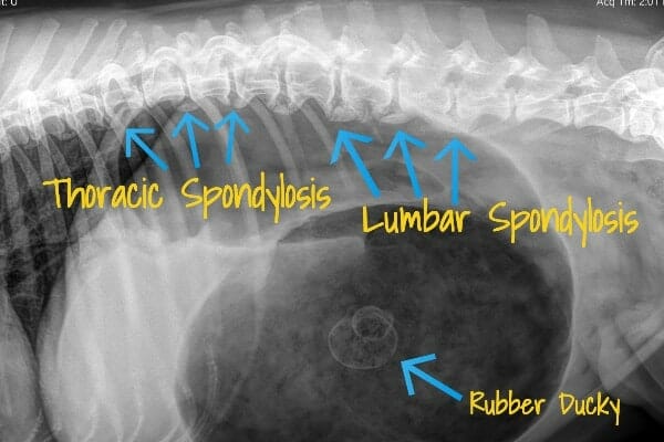 X-ray of spondylosis in dogs with arrows pointing to thoracic and lumbar spondylosis and another arrow pointing to an ingested rubber ducky