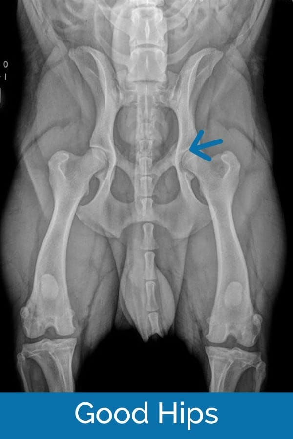 X-ray of dog's hips with good hips and no hip dysplasia