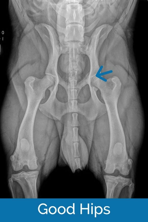 Boxer hip dysplasia clearance treatment