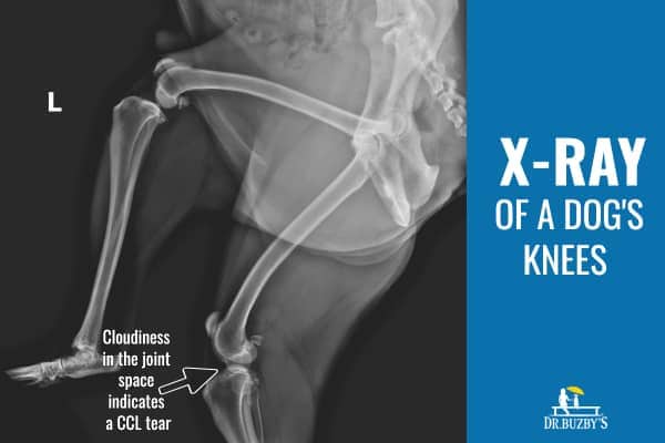 X-ray of a dog's knee showing cloudiness in the joint space that indicates a ccl tear 