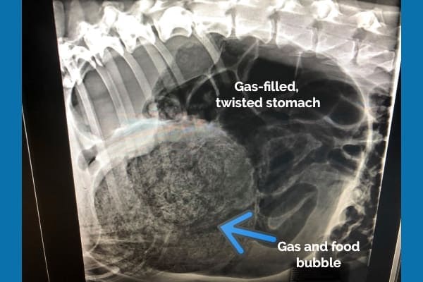 X-ray of a gas-filled, twisted stomach with arrow point to gas and food bubble indicating bloat. Radiograph