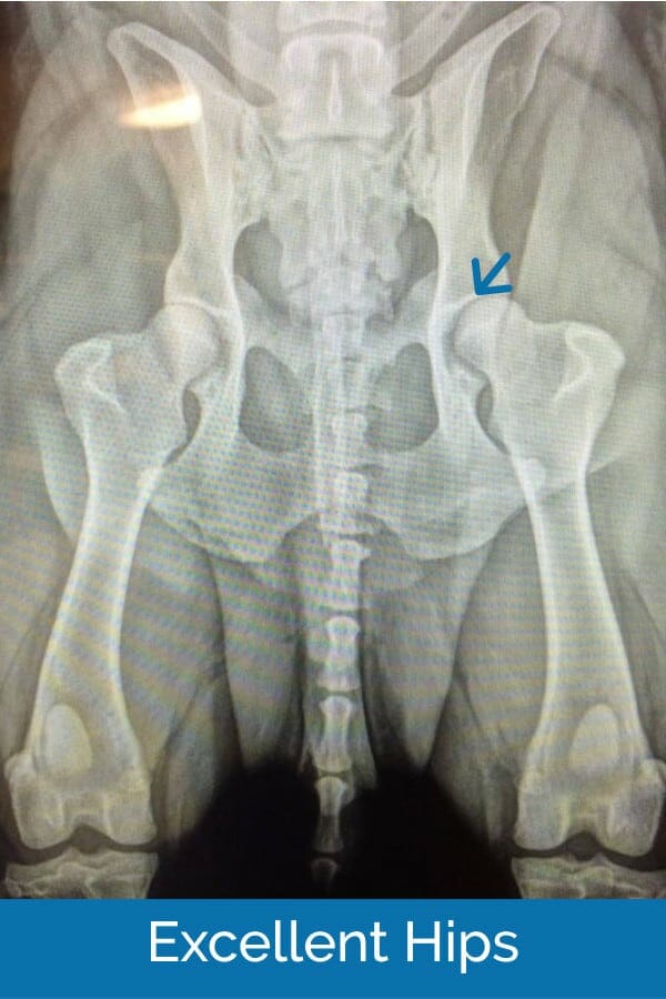 xray of dog's hips showing excellent hips with no hip dysplasia