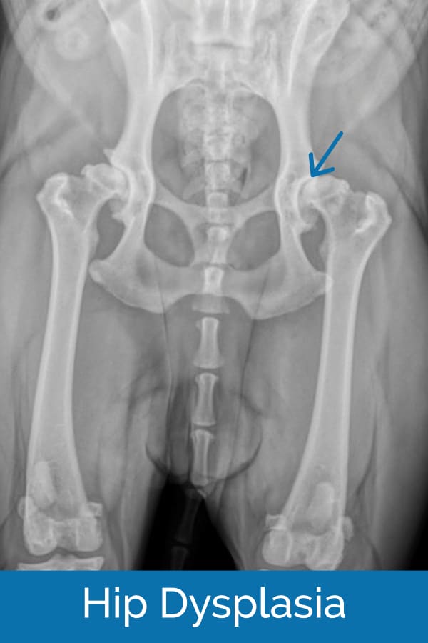 X-ray showing hip dysplasia in dog 