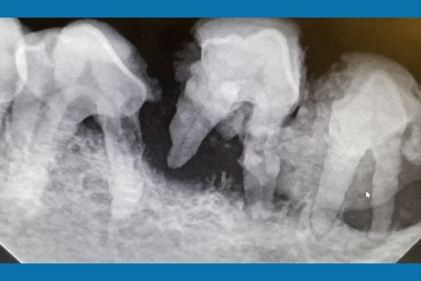 X-ray of dog's teeth showing dental disease and bone loss