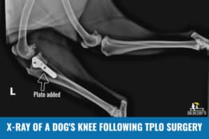 Torn ACL in Dogs: Signs, Symptoms, Surgery Options - Dr. Buzby's ...