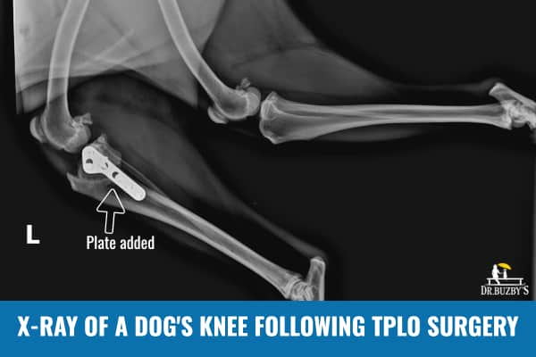 X-ray of a dog's knee following tplo surgery for a torn acl in dogs