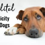 dog looking sad and title xylitol toxicity in dogs