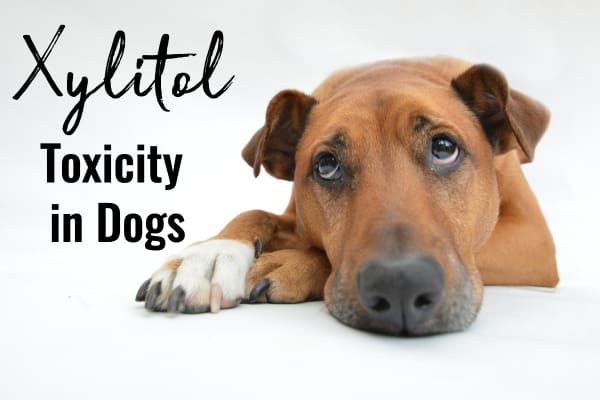 dog looking sad and title xylitol toxicity in dogs