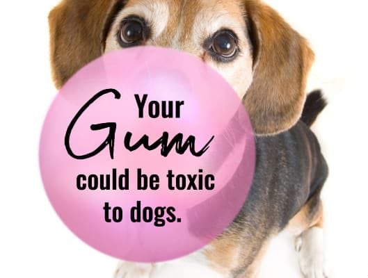 dog behind pink bubble gum and title your gum could be toxic to dogs xylitol poisoning in dogs