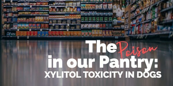 Grocery store aisle and title the poison in our pantry, xylitol toxicity in dogs, photo