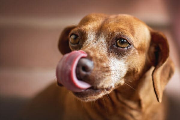 Senior Dachshund licking its lips