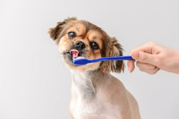 Pekingese dog licking toothpaste off of a toothbrush