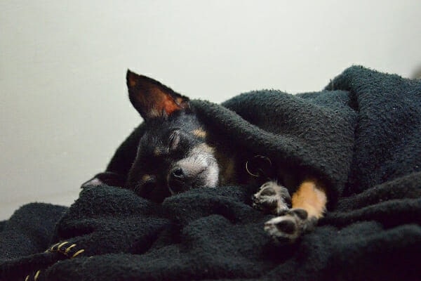 Senior Chihuahua sleeping in blankets, photo