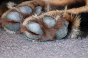 Dog Paw Yeast Infections: Symptoms, Treatment, and Prevention - Dr