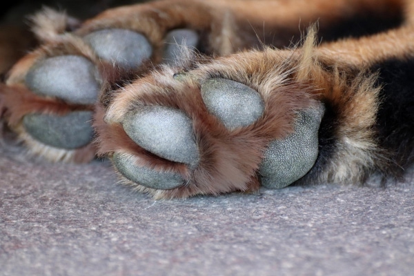 Underside of a German Shepherd's feet showing long hair that has red lick staining, a symptom of a dog paw yeast infection