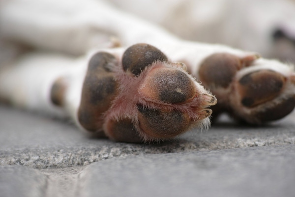 Underside of a dog's paws showing the red lick staining, which is a sign of dog paw yeast infections