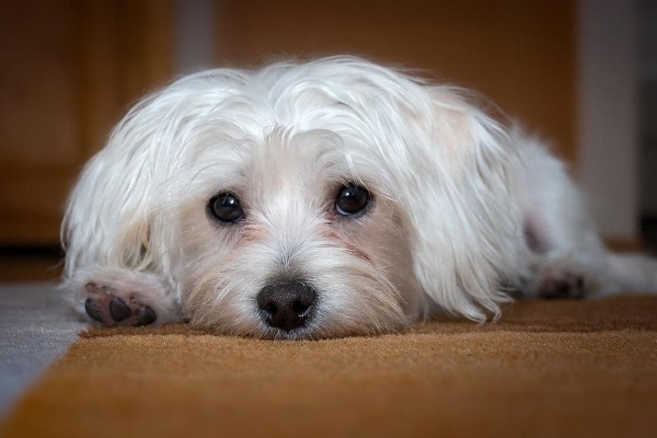 Maltese, a breed predisposed to yeast infections, lying with his head between his front paws.