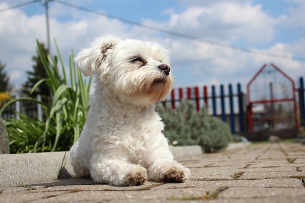 Maltese lying outdoors during a sunny day.