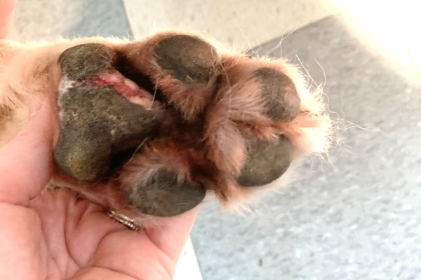 Underside view of a dog with yeasty paws 