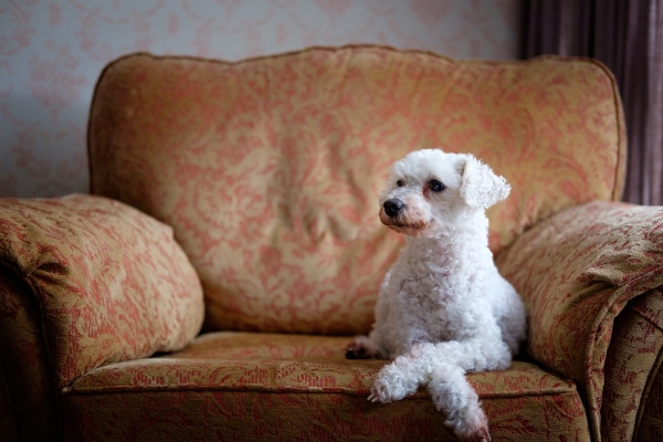 White Poodle with front legs crossed and some red staining on the dog's paws sitting on an overstuffed chair.