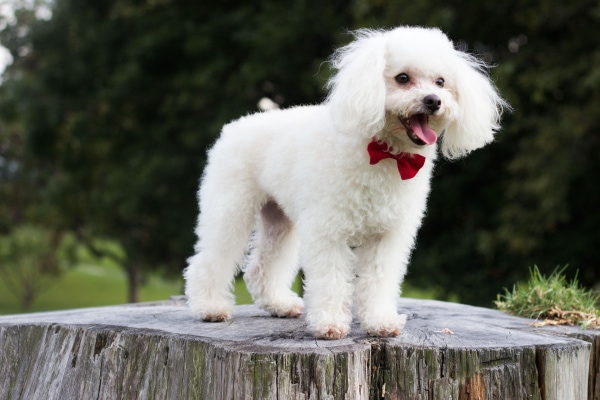 Miniature Poodle standing on top of a sawed off tree stump.